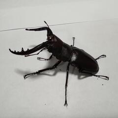 ノコギリクワガタ　ペアの画像