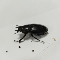 ノコギリクワガタ　ペアの画像