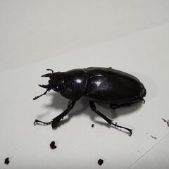 ノコギリクワガタ　ペアの画像