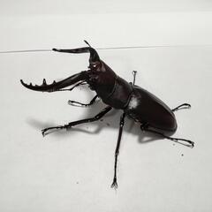 ノコギリクワガタ　ペア