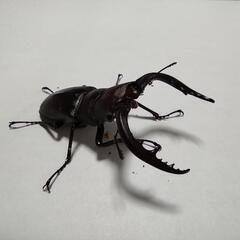 ノコギリクワガタ　ペアの画像