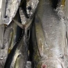 タマン　打ち込み餌　生マグロ　