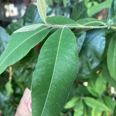 無農薬栽培！　新鮮　人気！　レモンマートル　生葉　5枚〜の画像