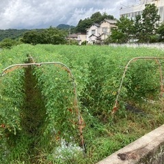 オーガニック野菜を育てたい方募集！ - 広島市
