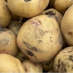 オーガニック野菜を育てたい方募集！ - その他