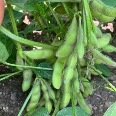 オーガニック野菜を育てたい方募集！ − 広島県