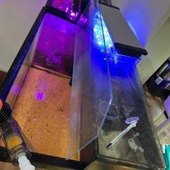 あげます！60センチ水槽セット引き取り先決まりましたの画像