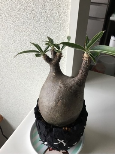 パキポディウム　グラキリス