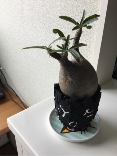 パキポディウム　グラキリス