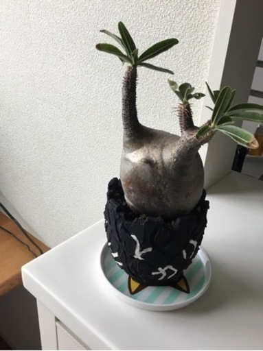 パキポディウム　グラキリス