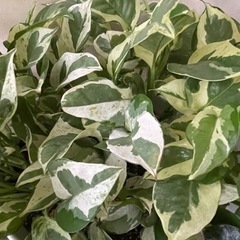 希少　観葉植物　フィロデンドロン　フォレストオブホワイト②