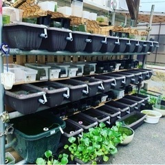 メダカ飼育品種🐟約110種類🌸の画像