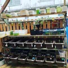 メダカ飼育品種🐟約110種類🌸の画像