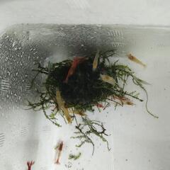 残り数名の方　チェリーシュリンプ🦐イエロー,オレンジ,,ルリー,15匹1000円濾過材に巻き付けたウイローモスもプレゼント🎁2セットでウイローモスも2個差し上げます💕の画像