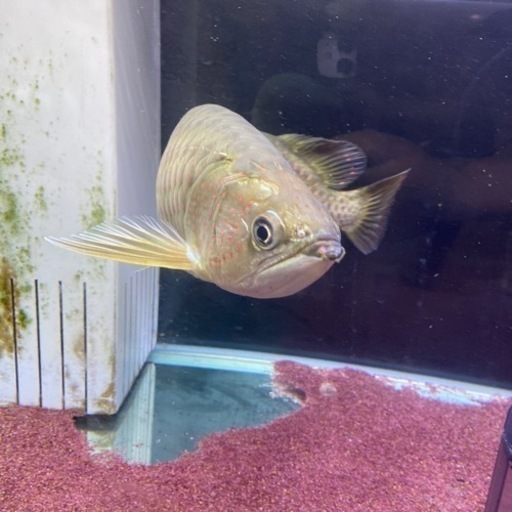 ノーザンバラムンディ
