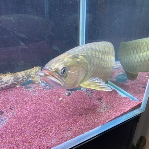 ノーザンバラムンディ