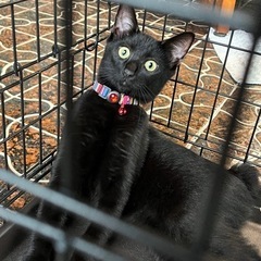 ４月生まれの三毛猫、黒猫ちゃん　三毛猫はご家族決定、黒猫ちゃん！ - 行方市