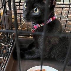 ４月生まれの三毛猫、黒猫ちゃん　三毛猫はご家族決定、黒猫ちゃん！ - 猫
