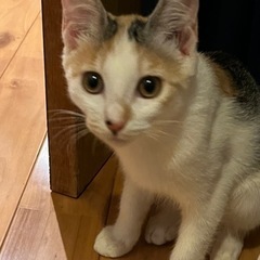 ４月生まれの三毛猫、黒猫ちゃん　三毛猫はご家族決定、黒猫ちゃん！ − 茨城県