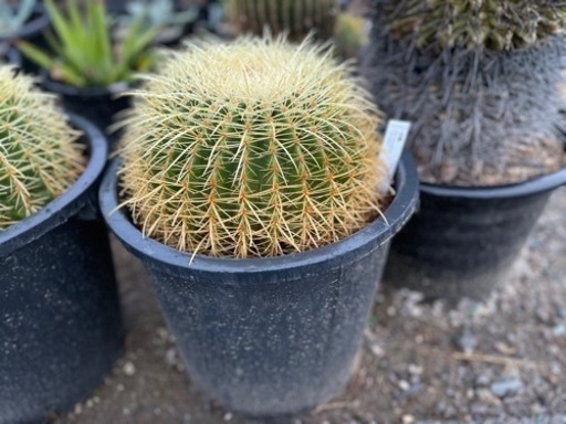 金鯱　サボテン　キンシャチ　中サイズ８号