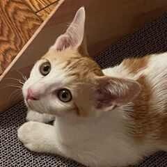 茶トラ白＊３ヶ月＊男の子
