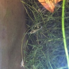 ミナミヌマエビ10匹から！！！の画像