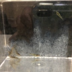 ミナミヌマエビ10匹から！！！の画像