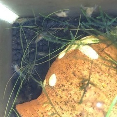 ミナミヌマエビ10匹から！！！