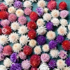 お花　千日紅ばら売り