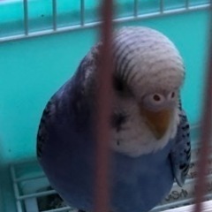 インコが迷子になりました。ピーちゃんです。