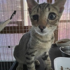 可愛いこの子の里親になってください