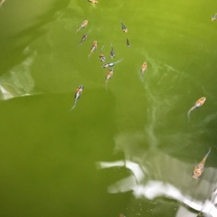 メダカ　宮桜選外幼魚10匹＋α