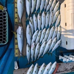  T-Yellow tail 鰤狩族メンバー募集！ - メンバー募集