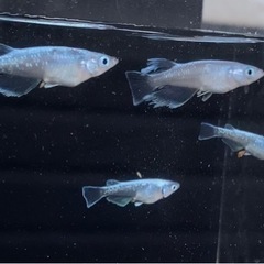 めだか　西尾市無人販売　9/25（日）の画像