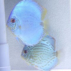 ディスカス　セルーリア系新品種GraceBlue若ペア