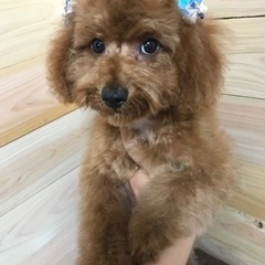 トイプードル🐶