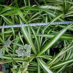観葉植物　オリズルラン　折り鶴蘭　苗　あげます