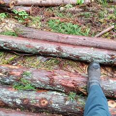 ★間伐材　柱　掘立て　小屋　杉　ひのき　薪の画像