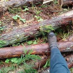 ★間伐材　柱　掘立て　小屋　杉　ひのき　薪の画像