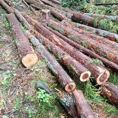 ★間伐材　柱　掘立て　小屋　杉　ひのき　薪の画像