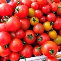 自家製野菜色々あります！