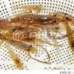 テナガエビ　手長海老