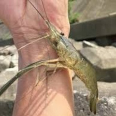 テナガエビ　手長海老の画像