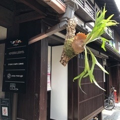 ビカクシダ好きのお友達募集