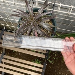 【取引中】ディッキア ベアテアエhyb 抜き苗