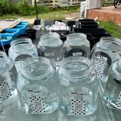めだか無人販売再開