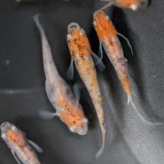 松井三色　メダカ【約2~3cm】④