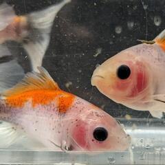 金魚　寿恵廣錦(スエヒロニシキ)ハート尾【7~8cm】