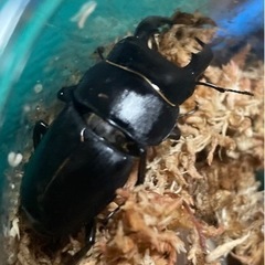 オキナワヒラタ 1♂3♀WF1爆産セット