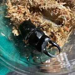 オキナワヒラタ 1♂3♀WF1爆産セットの画像